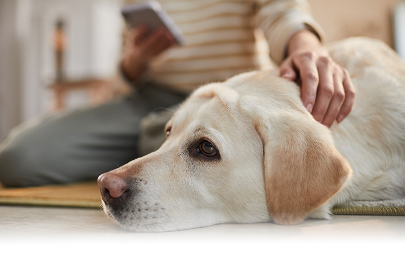 Servicio Dermoconsejo Farmacia Santa Teresa Sant Cugat del Vallès